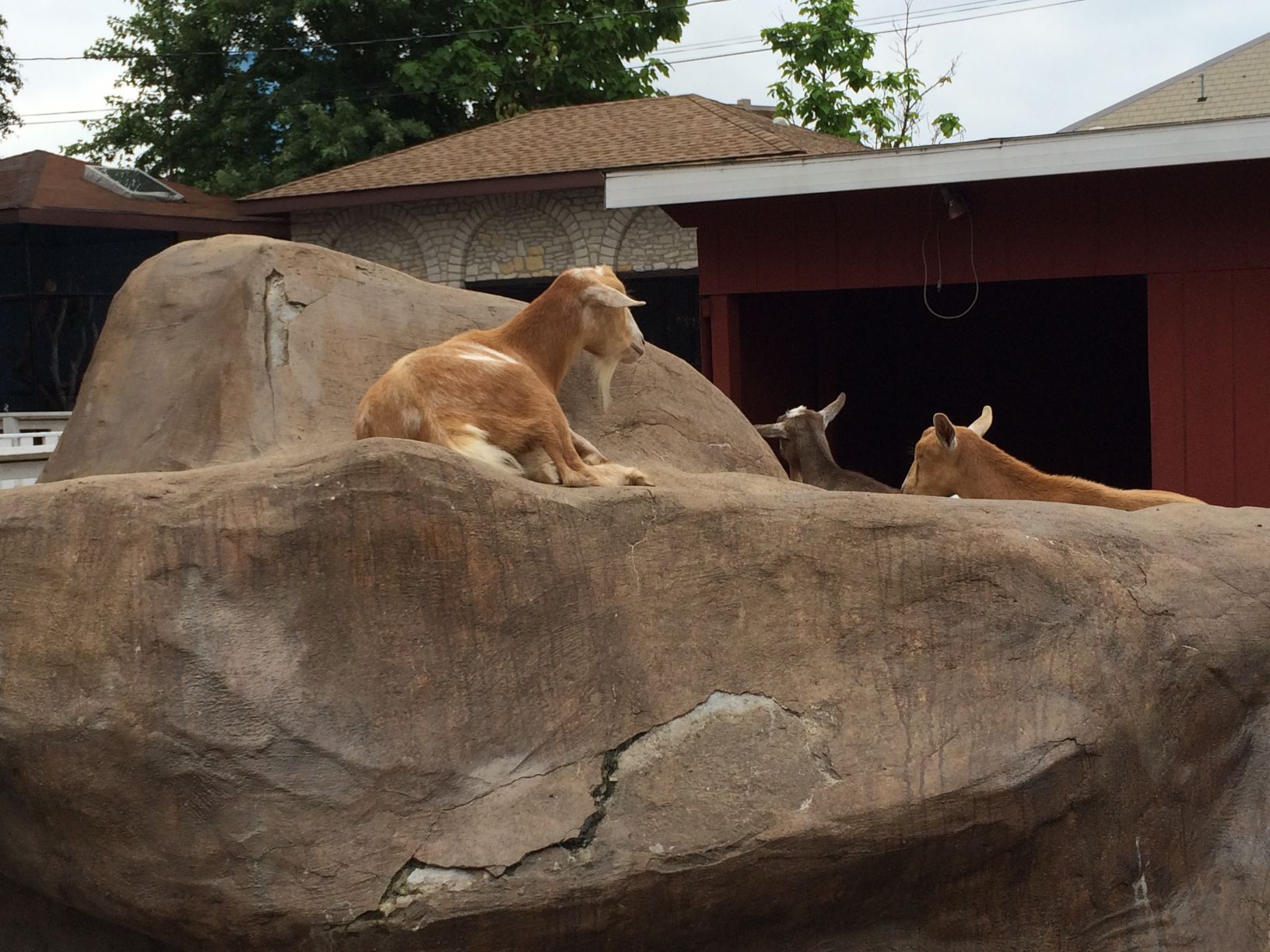 Washington Park Zoo